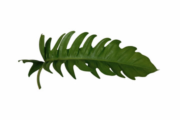 Top veiw, single philodendron golden dragon leaf isolated on white background for stock photo or advertisement, Genus of flowering plants, Tropical plants, lime fiddle leaves © Apichai
