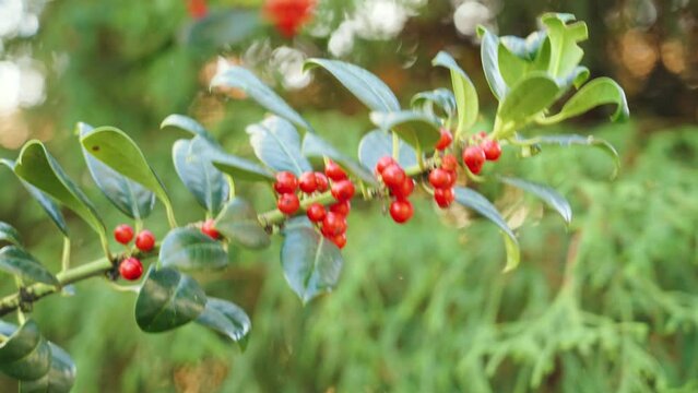 Seasonal red berries on a branch of an ornamental tree in the garden close-up
