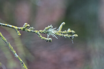 close up of branches