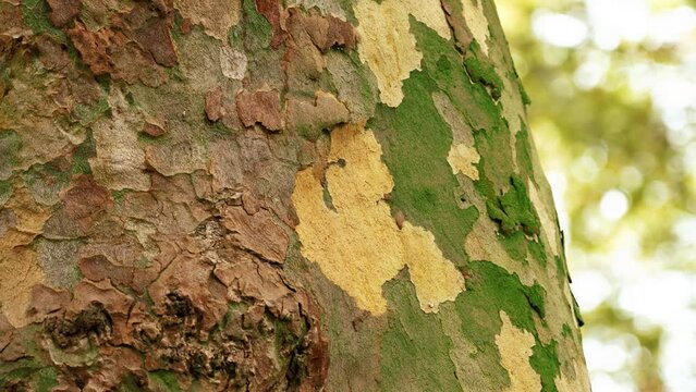 Spotted natural pattern of the peeling bark of a sycamore tree close-up. Beauty of nature concept