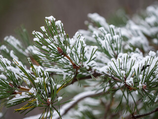Naklejka na ściany i meble Green needles on a pine branch covered with fresh snow in the forest