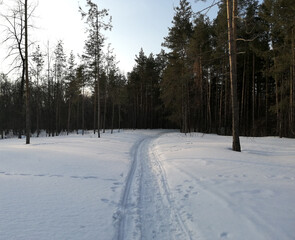 Fototapeta na wymiar Winter forest trail
