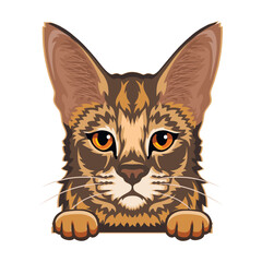 Savannah Cat Color Vector, Peeking Cats, Cats Breed, Pet Vector portrait, Cats Head