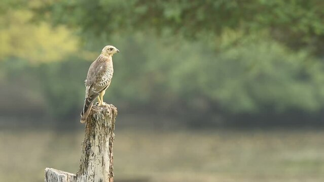 Full shot of White eyed buzzard or Butastur teesa perched later fly and leaving perch in natural scenic green background in winter migration at forest of india