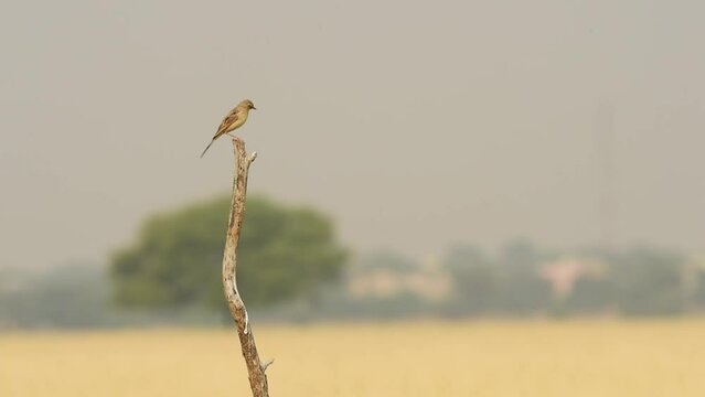 Full shot of paddyfield pipit or Oriental pipit or Anthus rufulus bird perched in grassland of tal chhapar sanctuary churu rajasthan india asia