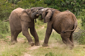 Naklejka na ściany i meble Young elephant bulls fighting