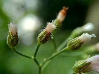 Cyanthillium cinereum (little ironweed, poovamkurunnila, monara kudumbiya, sawi langit) flower. Cyanthillium cinereum has been used to quit smoking and relieve the common cold