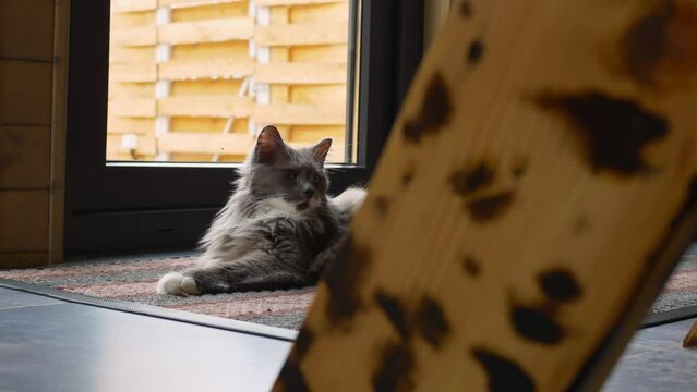 Cinematic footage of a beautiful fluffy gray cat protects the house from mice and evil spirits, the night hunter lies on rug in a cozy house. The life of cute fluffy pets with the owners in the house.