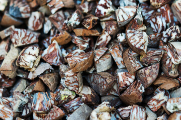 The cut Betel nut or Areca catechu was dry by the sunshine for eating.