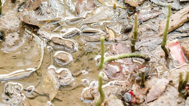 Muddy beach area that contains little water due to tides featuring active crabs and Oxudercinae fish