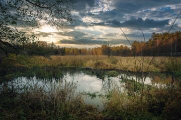Fall colors by the Grabia River, lit by the setting sun, Poland.