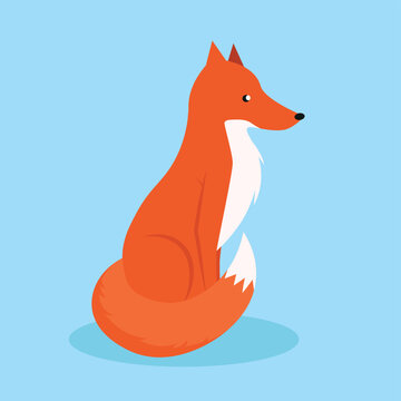 Red fox with fluffy tail