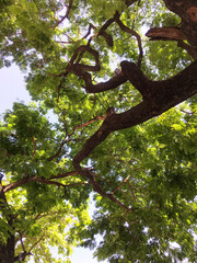 tree in the park