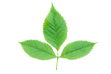 Green leaf Isolated on a white background. with clipping path