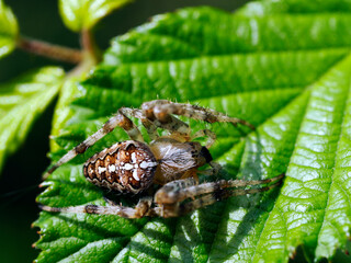Krzyżak ogrodowy (Araneus diadematus) – gatunek pająka z rodziny krzyżakowatych zamieszkuje...