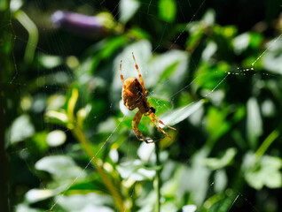 Krzyżak ogrodowy (Araneus diadematus) – gatunek pająka z rodziny krzyżakowatych zamieszkuje ogrody i lasy łaki i parki