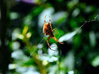 Krzyżak ogrodowy (Araneus diadematus) – gatunek pająka z rodziny krzyżakowatych zamieszkuje...
