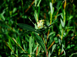 Larwy  tego owada Wierzbinowca rozetek (Rhabdophaga rosaria) żerują na szczytowej części pędów wierzby powodując uwstecznienie się i deformację liści , tworząc wyrośle w kształcie kwiatu róży © JDziedzic