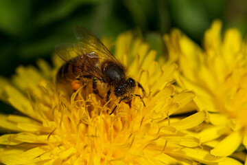 bee