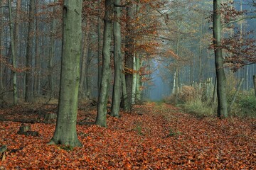 Fototapeta na wymiar Beautiful line of autumn beech in a foggy forest. November. Poland.