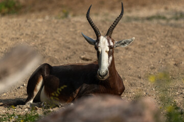 Naklejka na ściany i meble bontebok antelope endemic , The blesbok or blesbuck (Damaliscus pygargus phillipsi)
