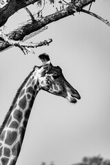 giraffe stretches his head toward a branch, black and white photography
