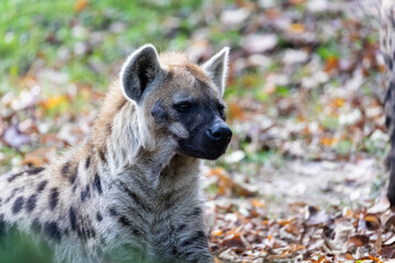 the laughing hyena lying on the fallen leaves