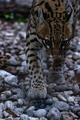 eopardus pardalis, wild cat