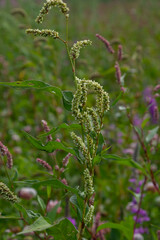 Colorful Persicaria longiseta, a species of flowering plant in the knotweed family