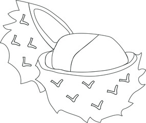 contour chestnut illustration 