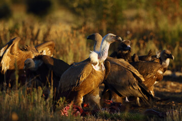 The griffon vulture (Gyps fulvus) a walking from the loot with the other vultures in the background
