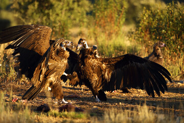 The cinereous vulture (Aegypius monachus) also known as the black vulture, monk or Eurasian black vulture, two large vultures fight and prey.