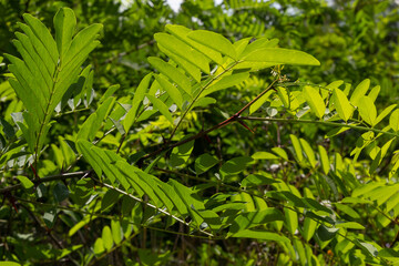 Acacia. Green leaf plant close-up. Natural background. Green background