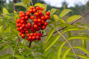 Rowan on a branch. Red rowan. Rowan berries on rowan tree. Sorbus aucuparia