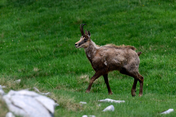 Balkan-Gams // Balkan chamois (Rupicapra rupicapra balcanica ) - Durmitor, Montenegro
