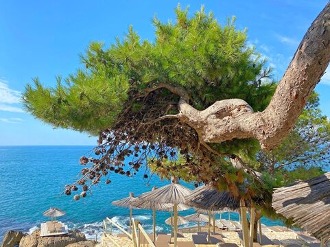 Pine tree on the beach by sea shore at summer sunny day.
