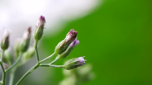 Cyanthillium cinereum (little ironweed, poovamkurunnila, monara kudumbiya, sawi langit) flower. Cyanthillium cinereum has been used to quit smoking and relieve the common cold