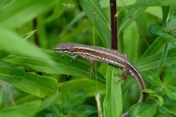 ニホンカナヘビ