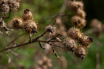 The prickly Herb Burdock plant or Arctium plant from the Asteraceae family. Dry brown Arctium...