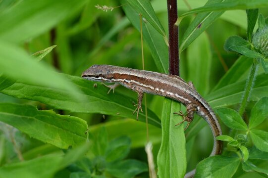 かなへび の画像 675 件の Stock 写真 ベクターおよびビデオ Adobe Stock