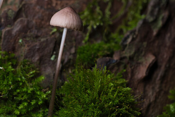 Orange filigree mushrooms in moss on forest floor. Macro view from the habitat.