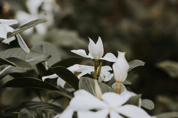 Fototapeta na wymiar white flower