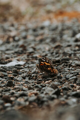 butterfly on the ground