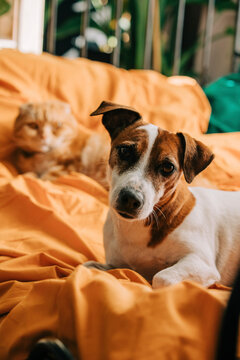 Jack Russell Terrier dog in front of Scottish Fold cat lying on bed