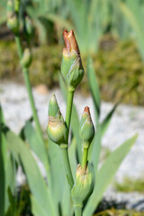 Tall bearded iris Far Corners