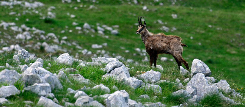 Balkan chamois // Balkan-Gams (Rupicapra rupicapra balcanica ) - Durmitor, Montenegro