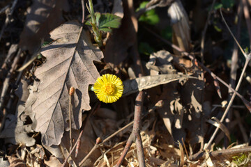 Coltsfoot