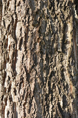 Common hackberry