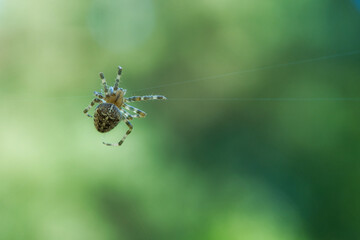 Cross spider crawling on a spider thread. Halloween fright. A useful hunter among