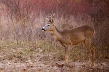 portrait of a beautiful male deer in autumn